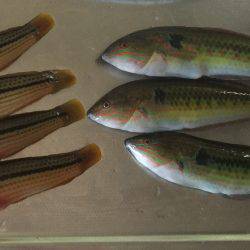 花火大会翌日うみかぜ公園釣果